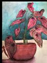 Pink Flowers